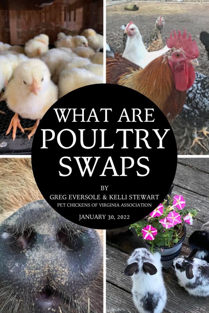 WHAT IS A POULTRY SWAP Pet Chickens of Virginia Association